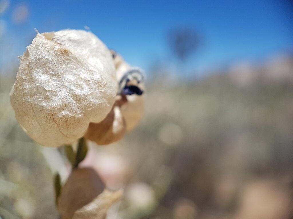 macro lens