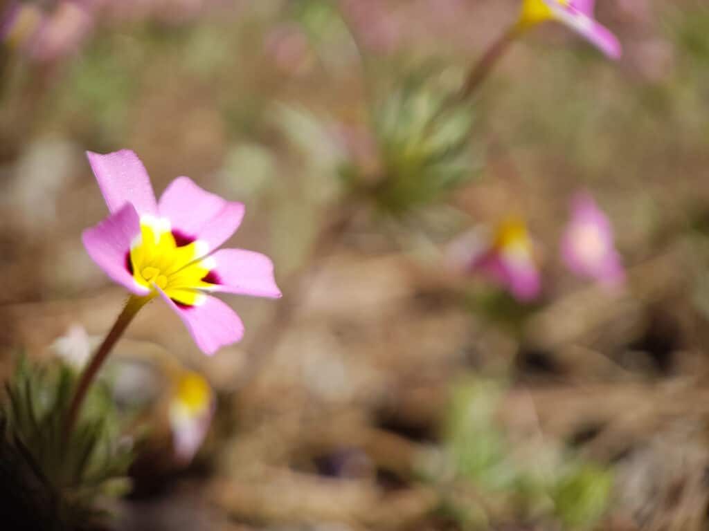 zoom on a flower